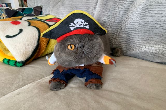 A one-eyed wearing a pirate hat and pirate costume